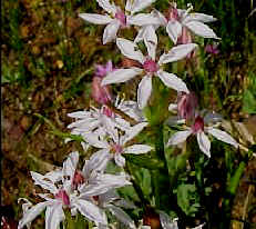 Dwarf Burchardia