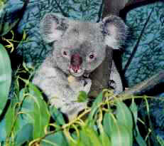 Koala in tree