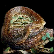 Taipan Snake