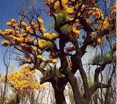 The beautiful Western Australia Christmas Tree.