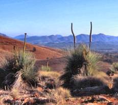 The "blackboys" growing wild in the outback