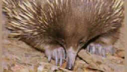 Short-beaked Echidna