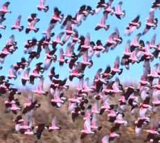 A skyful of Galah's