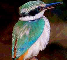 Kingfisher