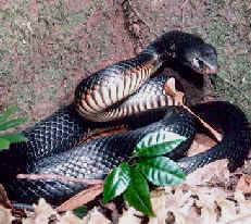 red bellied black snake