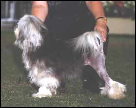 Australian Champion BIGGLESMERE'S JOLLY SWAGMAN (Imp UK) - BEST OPPOSITE SEX IN SHOW