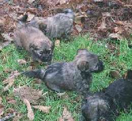 Ch. Ashfords Lazime Lesse - Ch. Lambert Lady of the Forest litter