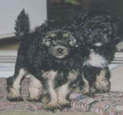 Geo-Len puppies - Pooh and Oreo