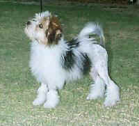 CHINA ROAD YANKEE DOODLE aged 16 weeks