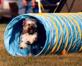 Kelsey is owned and trained by Barbara Gray who showed him in confirmation to the #l Lowchen in Canada honour in 2000 and is now training in agility.  Co-owned by Donna Cullen.