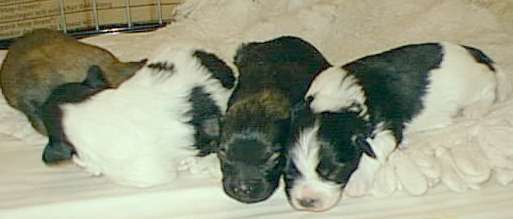 Nancy Inlow's Chino-Callie litter 