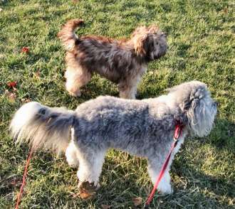 Pamela Perch (USA) owns these two beautiful boys - Marcel (top) six months old Lowchen and  her "rescue" dog of ten years is below.