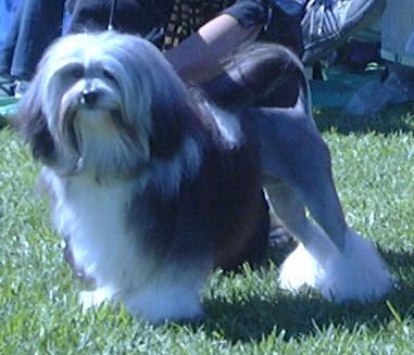 Sacha aged 13 months, winning Junior Bitch at Lowchen Specialty NSW 2003