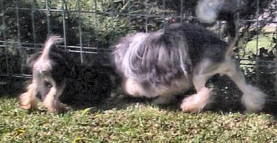 Tabu and Bobbi playing