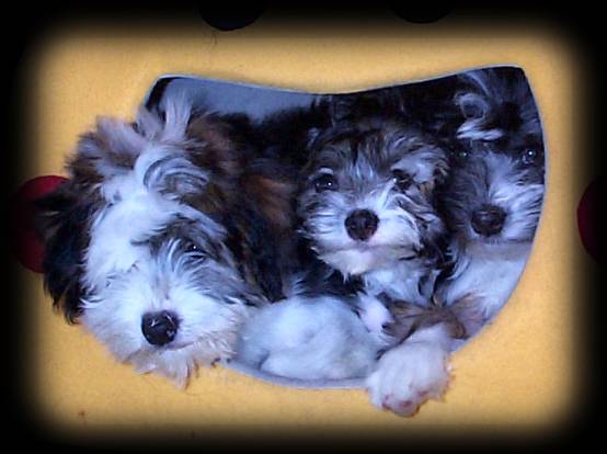 Raani, Tuppence, Sadie in the cubby!