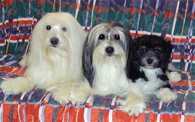 Three generations from Silesian Cramer - Timy (IntCH Timebandit von Kieselgrund), his son Domino (CH. Domino Tiptop Silesian Cramer), his son Viki (Velvet Silesian Cramer).