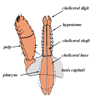 structure of the capitulum, dorsal view; source: Sonenshine 1992, after Arthur, 1962