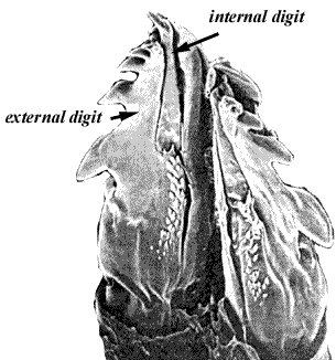 EM view of cheliceral diigits of an ixodid tick (Ixodes cookei); modified from source: Sonenshine, 1992